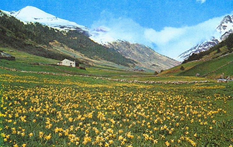 Valley in Andorra with spring flowers