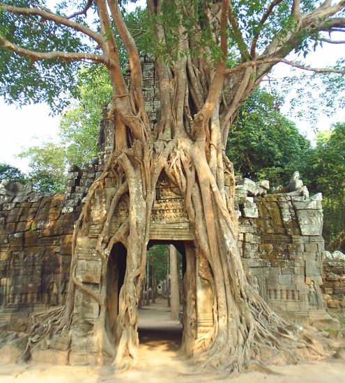 Tree overgrowing Ta SomTemple in northern Cambodia