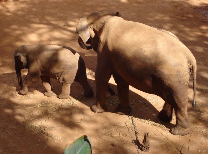 Elephant and Calf in Kunming Zoo