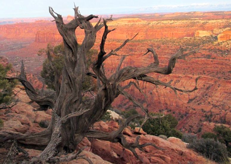 Dead Tree on Island in the Sky, Canyonlands