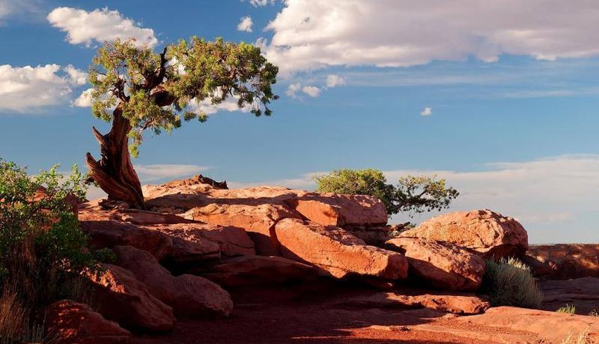 Tree at Dead Horse Point on " Island in the Sky "