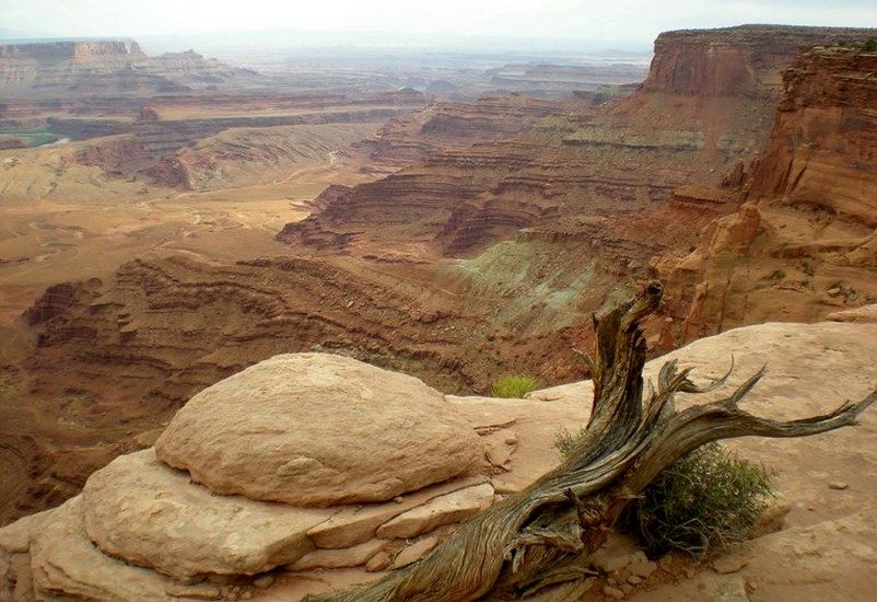 Dead tree at Dead Horse Point on " Island in the Sky "