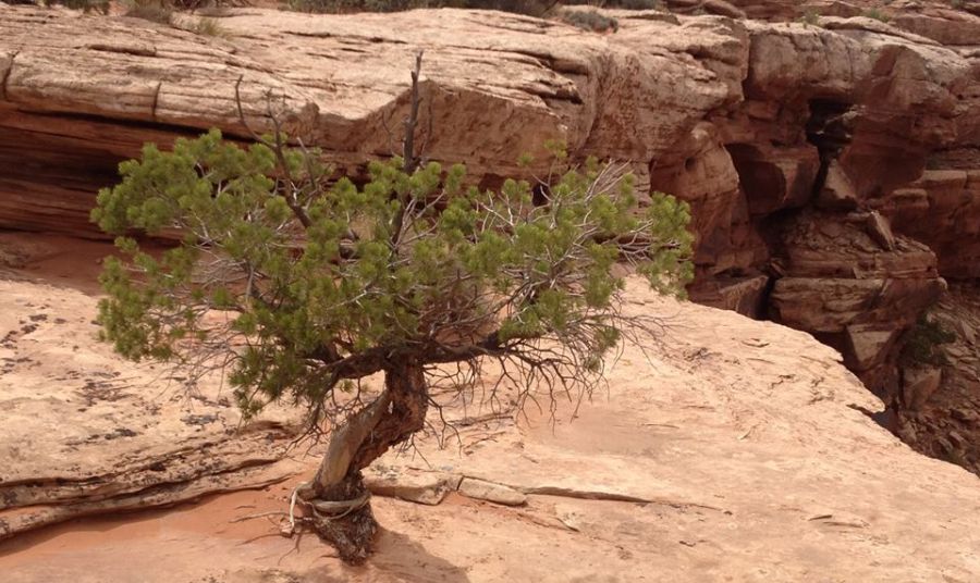 Tree at Dead Horse Point on " Island in the Sky "