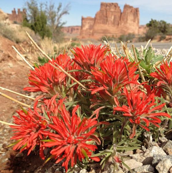 Paintbrush plant in Courthouse Towers area of Arches National Park