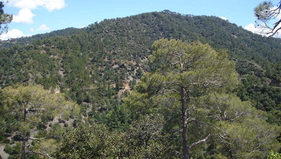 Cyprus Cedar tree ( Cedrus brevifolia ) in Cedar Valley