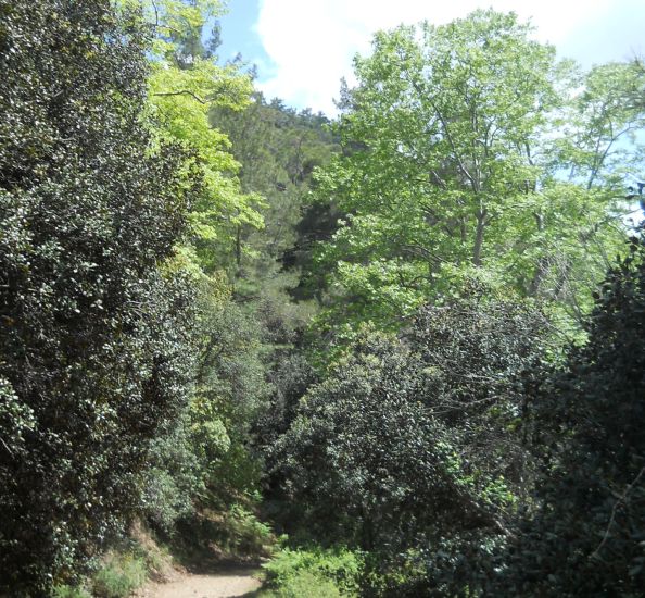 Trail to Mount Tripylos in Cedar Valley