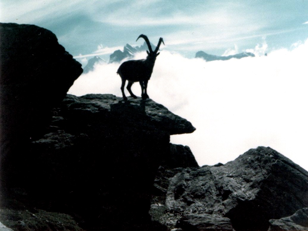 Ibex on ascent of the Jungfrau