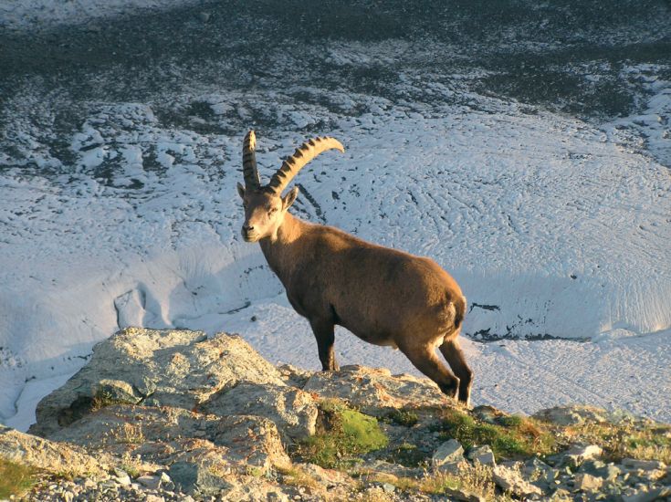 Ibex ( Steinbok )