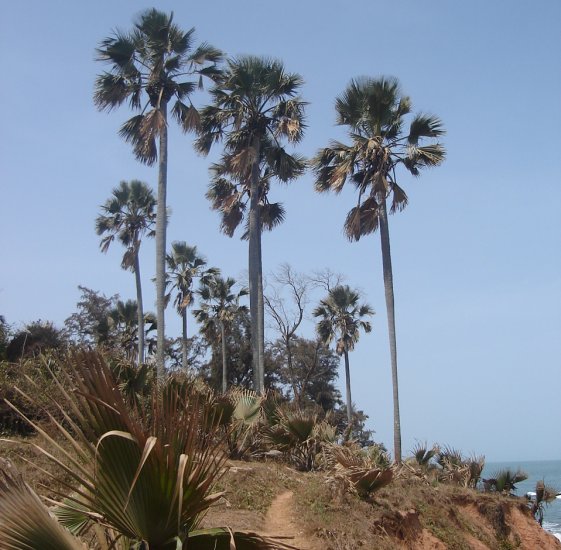 Palm Trees on the coastal path south of Bakau on the Atlantic coast of The Gambia in West Africa