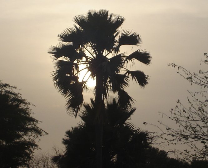 Sunset on Palm Tree