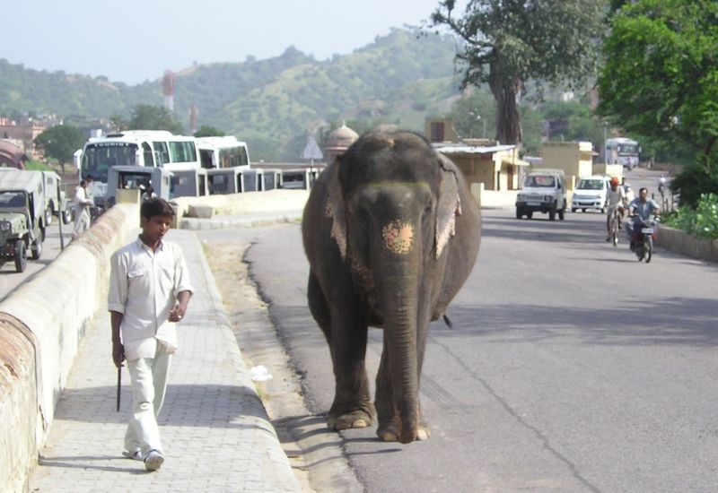 Street Scenes in Jaipur, India