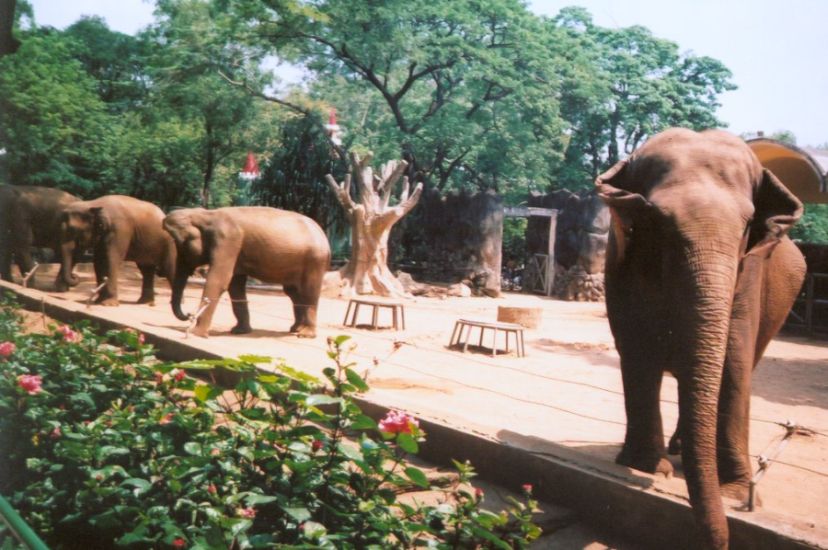 Elephants in Saigon ( Ho Chi Minh City ) Zoo
