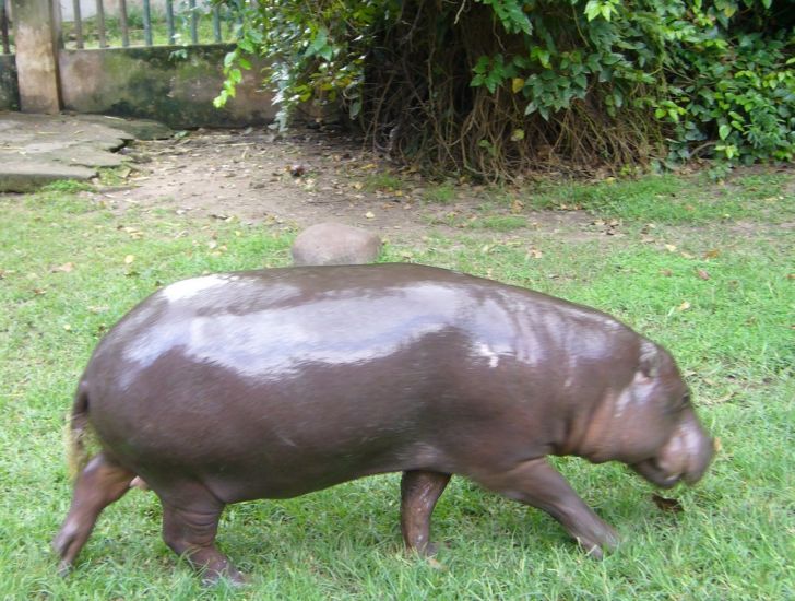 Hippo in Saigon ( Ho Chi Minh City ) Zoo