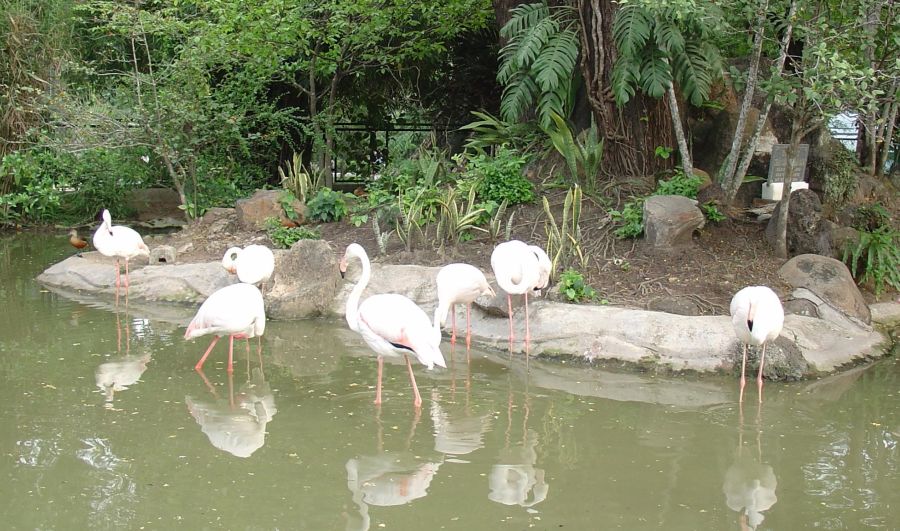 Flamingo in Saigon ( Ho Chi Minh City ) Zoo