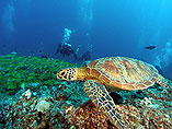 http://www.aquaprodive.com/Cairns_diving_trips.html