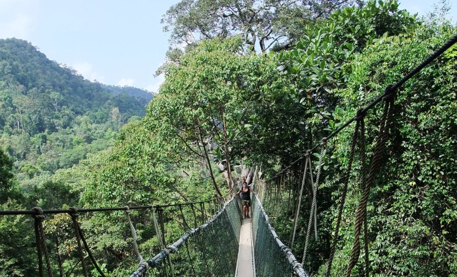 Treetop walkway in Taman Negara
