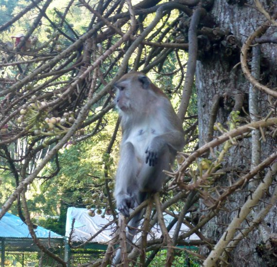 Monkey in the Botanic Gardens in Georgetown on Penang Island in Malaysia