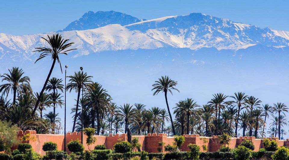 High Atlas from Palmery at Marrakesh