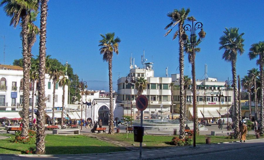 Palm Trees in Tangiers