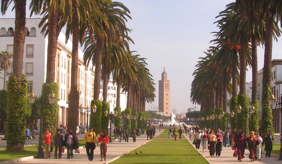 Palm Trees along boulevard in Rabat