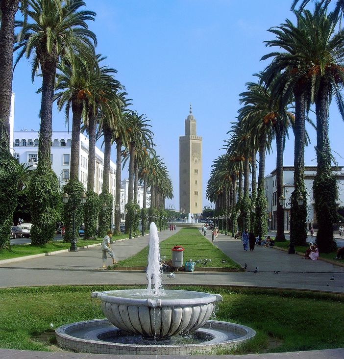 Palm Trees along boulevard in Rabat
