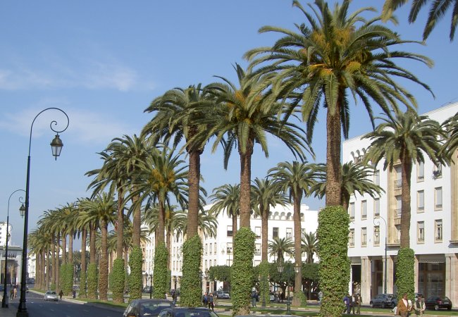 Palm Trees along boulevard in Rabat - capital city of Morocco