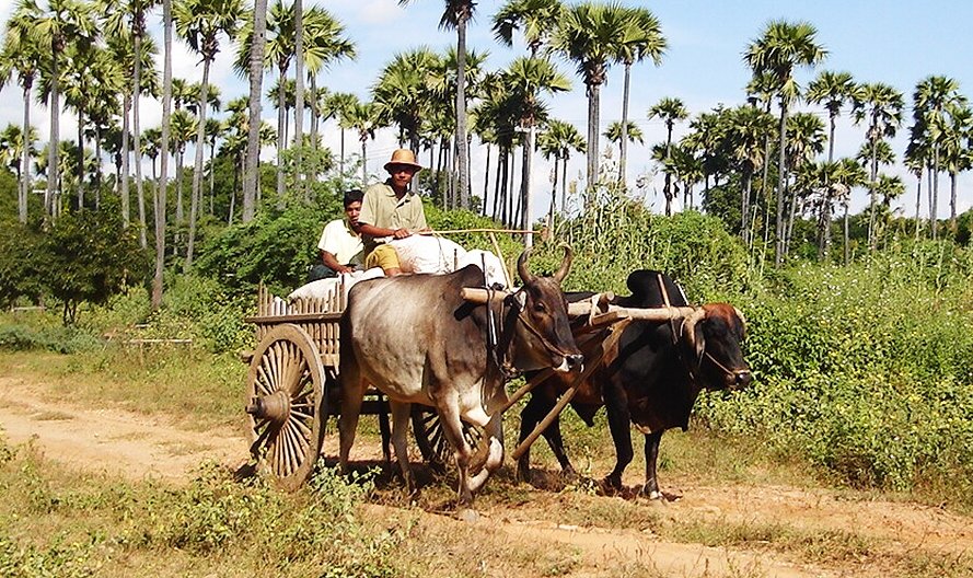 Bullock Cart in Bagan in central Myanmar / Burma
