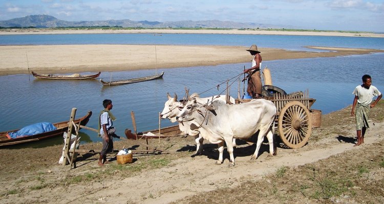Bullock Cart on banks of Irrawaddy River at Bagan