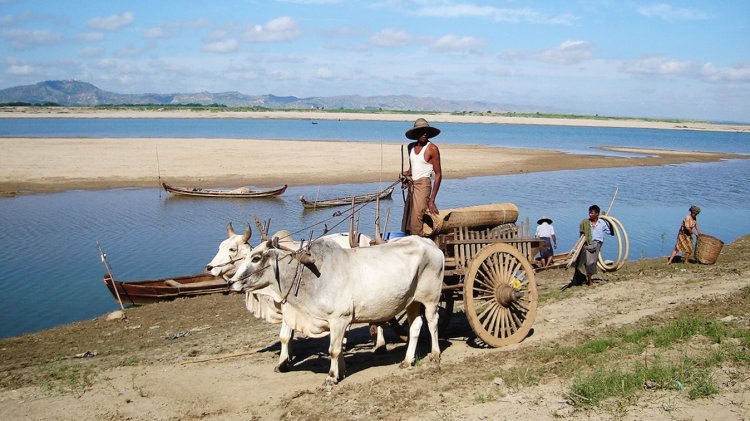 Bullock Cart on banks of Irrawaddy River at Bagan