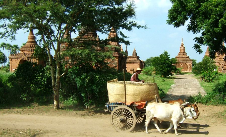 Bullock Cart and temples of Bagan