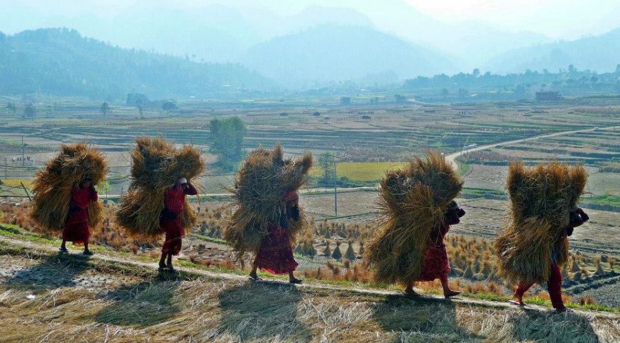 Nepalese harvesters in Kathmandu Valley