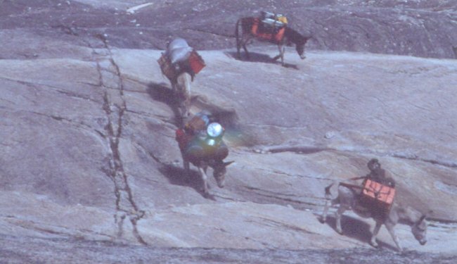 Pack pony train on trek in the Andes of Peru