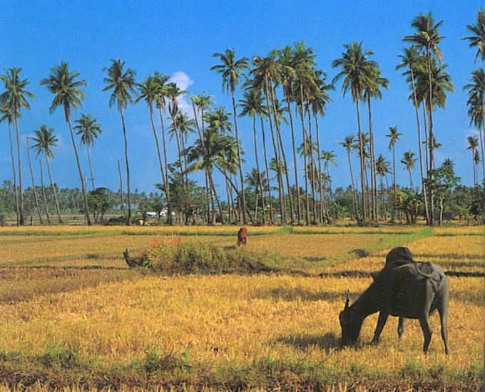 Rice Fields and Palm Trees in Luzon