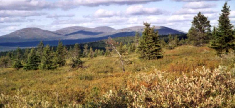 Tundra Landscape of Finnish Lapland