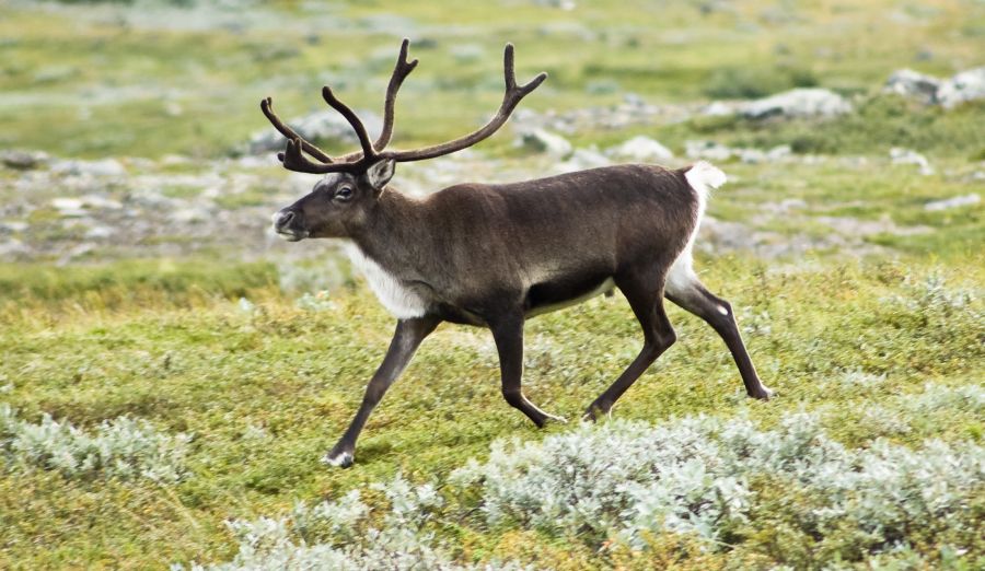 Reindeer in Lappland