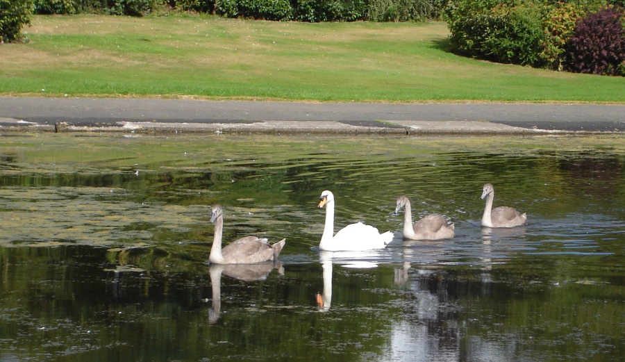 Swans in Pond in Alexandra Park in Glasgow