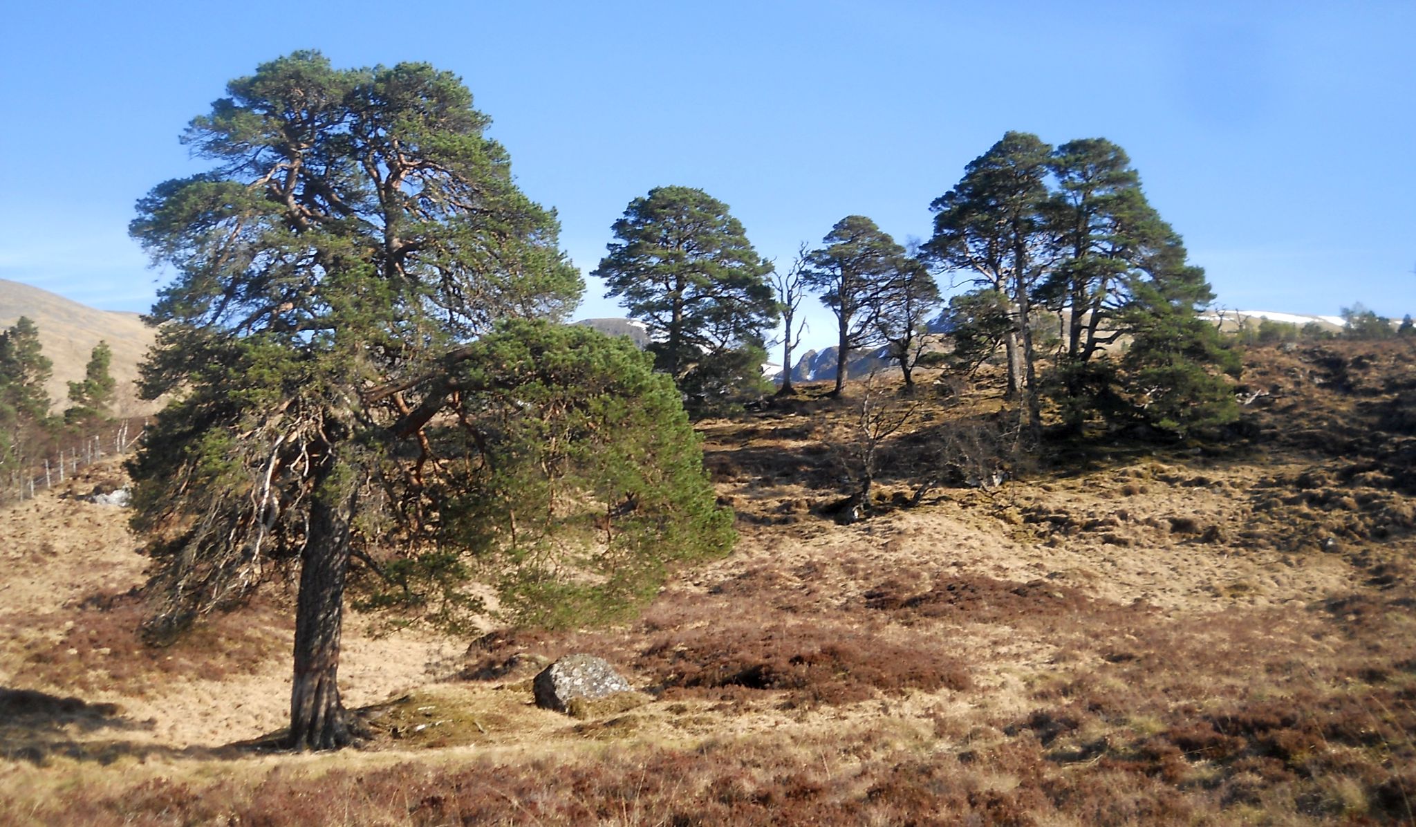 Pine trees of the Black Wood of Rannoch
