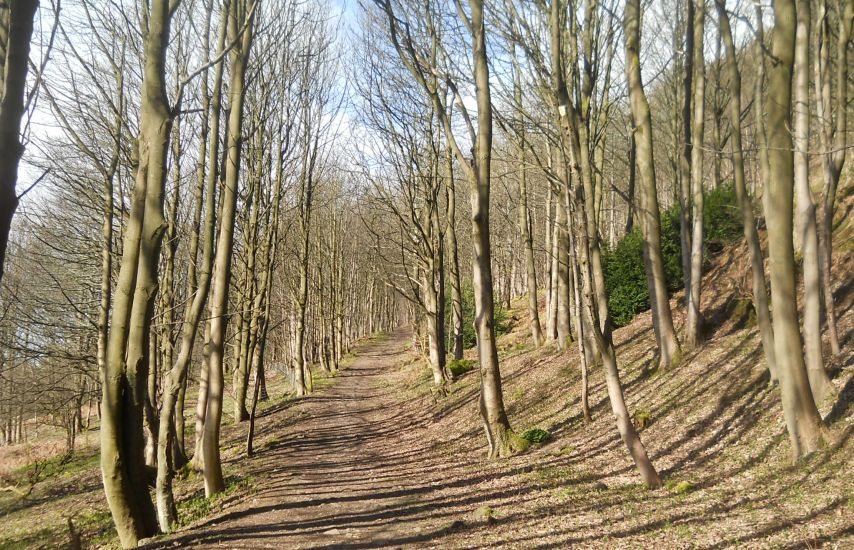Path through Wood Hill Wood