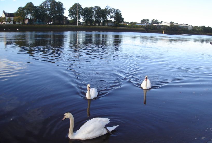 Swans on the River Clyde at the Yoker - Renfrew Ferry
