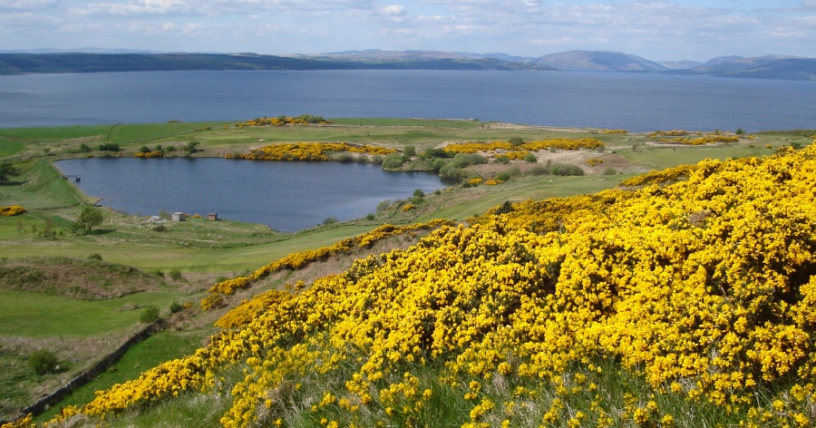 Springtime Gorse in bloom on hilltop on the Isle of Great Cumbrae