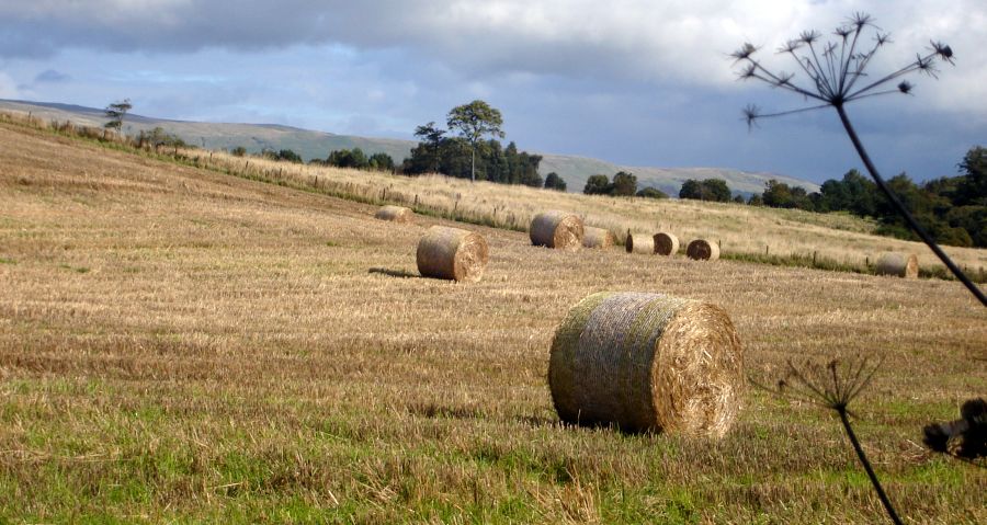 Hay Fields at Hilton on the Forth and Clyde Canal in central Glasgow