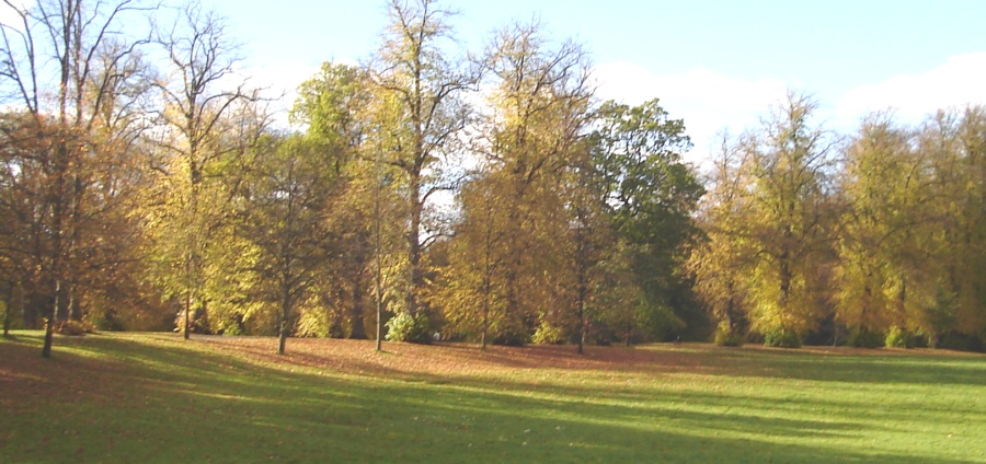 Trees and lawn in Linn Park