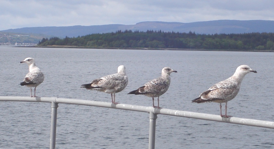 Sea Gulls on Pier at Helensburgh on the Firth of Clyde