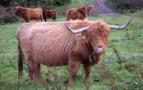 highland_cattle_2.JPG