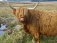 highland_cattle_3.jpg
