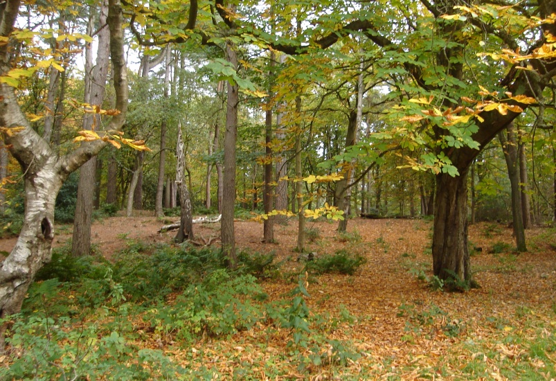 Woods in Pollock Country Park