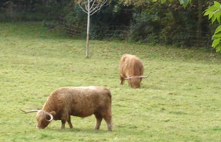Highland Cattle in Pollock Country Park