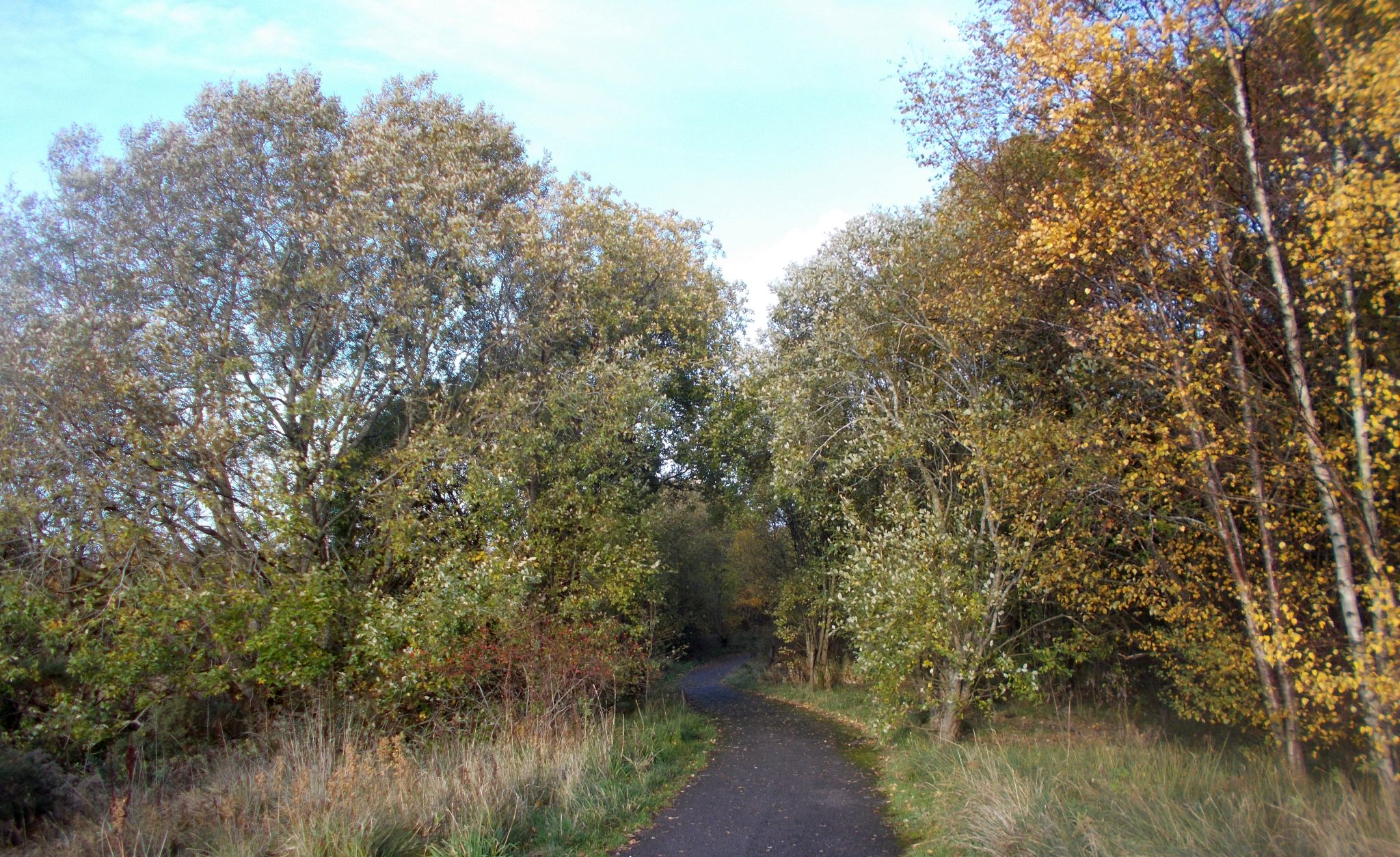 Woods bordering walkway alongside the M77