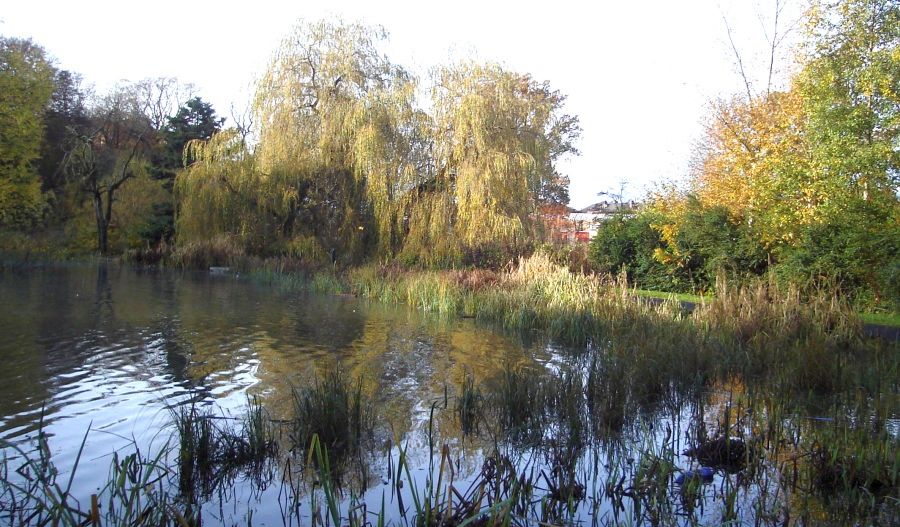 Nature Pond in Queen's Park