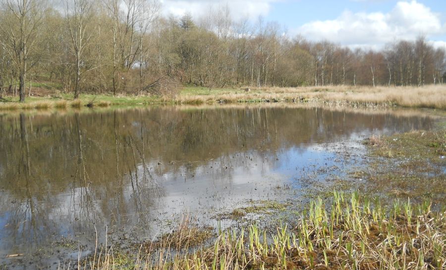 Pond in Robroyston Park